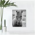 Picture of Icelandic horse in black and white _GroupedProduct_Rectangle_Portrait_Photography _GroupedProduct_Rectangle_Portrait_Unframed_Print_Only_