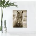 Picture of Icelandic horse in black and white _GroupedProduct_Rectangle_Portrait_Photography _GroupedProduct_Rectangle_Portrait_Unframed_Print_Only_