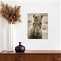 Picture of Icelandic horse in black and white _GroupedProduct_Rectangle_Portrait_Photography _GroupedProduct_Rectangle_Portrait_Unframed_Print_Only_