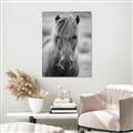 Picture of Icelandic horse in black and white _GroupedProduct_Rectangle_Portrait_Photography _GroupedProduct_Rectangle_Portrait_Unframed_Print_Only_
