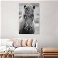 Picture of Icelandic horse in black and white _GroupedProduct_Rectangle_Portrait_Photography _GroupedProduct_Rectangle_Portrait_Unframed_Print_Only_