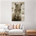 Picture of Icelandic horse in black and white _GroupedProduct_Rectangle_Portrait_Photography _GroupedProduct_Rectangle_Portrait_Unframed_Print_Only_