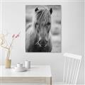 Picture of Icelandic horse in black and white _GroupedProduct_Rectangle_Portrait_Photography _GroupedProduct_Rectangle_Portrait_Unframed_Print_Only_
