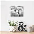 Picture of Sheepish _GroupedProduct_Rectangle_Landscape_Photography _GroupedProduct_Rectangle_Landscape_Unframed_Print_Only_