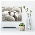 Picture of Sheepish _GroupedProduct_Rectangle_Landscape_Photography _GroupedProduct_Rectangle_Landscape_Unframed_Print_Only_