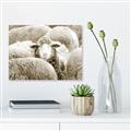 Picture of Sheepish _GroupedProduct_Rectangle_Landscape_Photography _GroupedProduct_Rectangle_Landscape_Unframed_Print_Only_