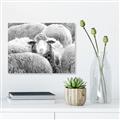 Picture of Sheepish _GroupedProduct_Rectangle_Landscape_Photography _GroupedProduct_Rectangle_Landscape_Unframed_Print_Only_