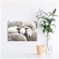 Picture of Sheepish _GroupedProduct_Rectangle_Landscape_Photography _GroupedProduct_Rectangle_Landscape_Unframed_Print_Only_