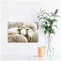 Picture of Sheepish _GroupedProduct_Rectangle_Landscape_Photography _GroupedProduct_Rectangle_Landscape_Unframed_Print_Only_