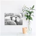 Picture of Sheepish _GroupedProduct_Rectangle_Landscape_Photography _GroupedProduct_Rectangle_Landscape_Unframed_Print_Only_