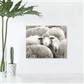 Picture of Sheepish _GroupedProduct_Rectangle_Landscape_Photography _GroupedProduct_Rectangle_Landscape_Unframed_Print_Only_