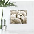 Picture of Sheepish _GroupedProduct_Rectangle_Landscape_Photography _GroupedProduct_Rectangle_Landscape_Unframed_Print_Only_