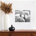 Picture of Sheepish _GroupedProduct_Rectangle_Landscape_Photography _GroupedProduct_Rectangle_Landscape_Unframed_Print_Only_
