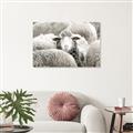 Picture of Sheepish _GroupedProduct_Rectangle_Landscape_Photography _GroupedProduct_Rectangle_Landscape_Unframed_Print_Only_