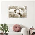 Picture of Sheepish _GroupedProduct_Rectangle_Landscape_Photography _GroupedProduct_Rectangle_Landscape_Unframed_Print_Only_