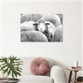 Picture of Sheepish _GroupedProduct_Rectangle_Landscape_Photography _GroupedProduct_Rectangle_Landscape_Unframed_Print_Only_