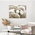 Picture of Sheepish _GroupedProduct_Rectangle_Landscape_Photography _GroupedProduct_Rectangle_Landscape_Unframed_Print_Only_