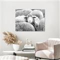Picture of Sheepish _GroupedProduct_Rectangle_Landscape_Photography _GroupedProduct_Rectangle_Landscape_Unframed_Print_Only_