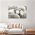Picture of Sheepish _GroupedProduct_Rectangle_Landscape_Photography _GroupedProduct_Rectangle_Landscape_Unframed_Print_Only_