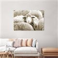 Picture of Sheepish _GroupedProduct_Rectangle_Landscape_Photography _GroupedProduct_Rectangle_Landscape_Unframed_Print_Only_