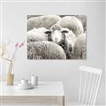 Picture of Sheepish _GroupedProduct_Rectangle_Landscape_Photography _GroupedProduct_Rectangle_Landscape_Unframed_Print_Only_