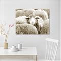 Picture of Sheepish _GroupedProduct_Rectangle_Landscape_Photography _GroupedProduct_Rectangle_Landscape_Unframed_Print_Only_