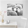 Picture of Sheepish _GroupedProduct_Rectangle_Landscape_Photography _GroupedProduct_Rectangle_Landscape_Unframed_Print_Only_