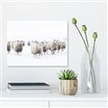 Picture of Sheep Party _GroupedProduct_Rectangle_Landscape_Photography _GroupedProduct_Rectangle_Landscape_Unframed_Print_Only_