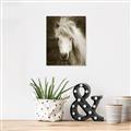 Picture of Stallion _GroupedProduct_Rectangle_Portrait_Photography _GroupedProduct_Rectangle_Portrait_Unframed_Print_Only_