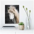 Picture of Stallion _GroupedProduct_Rectangle_Portrait_Photography _GroupedProduct_Rectangle_Portrait_Unframed_Print_Only_