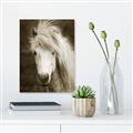 Picture of Stallion _GroupedProduct_Rectangle_Portrait_Photography _GroupedProduct_Rectangle_Portrait_Unframed_Print_Only_