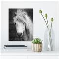 Picture of Stallion _GroupedProduct_Rectangle_Portrait_Photography _GroupedProduct_Rectangle_Portrait_Unframed_Print_Only_
