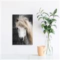 Picture of Stallion _GroupedProduct_Rectangle_Portrait_Photography _GroupedProduct_Rectangle_Portrait_Unframed_Print_Only_