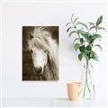 Picture of Stallion _GroupedProduct_Rectangle_Portrait_Photography _GroupedProduct_Rectangle_Portrait_Unframed_Print_Only_