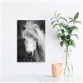 Picture of Stallion _GroupedProduct_Rectangle_Portrait_Photography _GroupedProduct_Rectangle_Portrait_Unframed_Print_Only_