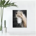 Picture of Stallion _GroupedProduct_Rectangle_Portrait_Photography _GroupedProduct_Rectangle_Portrait_Unframed_Print_Only_