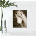 Picture of Stallion _GroupedProduct_Rectangle_Portrait_Photography _GroupedProduct_Rectangle_Portrait_Unframed_Print_Only_