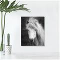Picture of Stallion _GroupedProduct_Rectangle_Portrait_Photography _GroupedProduct_Rectangle_Portrait_Unframed_Print_Only_