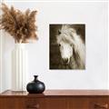 Picture of Stallion _GroupedProduct_Rectangle_Portrait_Photography _GroupedProduct_Rectangle_Portrait_Unframed_Print_Only_