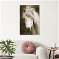 Picture of Stallion _GroupedProduct_Rectangle_Portrait_Photography _GroupedProduct_Rectangle_Portrait_Unframed_Print_Only_