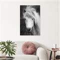Picture of Stallion _GroupedProduct_Rectangle_Portrait_Photography _GroupedProduct_Rectangle_Portrait_Unframed_Print_Only_