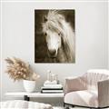 Picture of Stallion _GroupedProduct_Rectangle_Portrait_Photography _GroupedProduct_Rectangle_Portrait_Unframed_Print_Only_