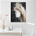 Picture of Stallion _GroupedProduct_Rectangle_Portrait_Photography _GroupedProduct_Rectangle_Portrait_Unframed_Print_Only_