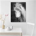 Picture of Stallion _GroupedProduct_Rectangle_Portrait_Photography _GroupedProduct_Rectangle_Portrait_Unframed_Print_Only_