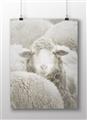 Picture of Sheepish _GroupedProduct_Rectangle_Landscape_Photography _GroupedProduct_Rectangle_Landscape_Unframed_Print_Only_