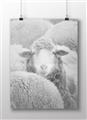 Picture of Sheepish _GroupedProduct_Rectangle_Landscape_Photography _GroupedProduct_Rectangle_Landscape_Unframed_Print_Only_