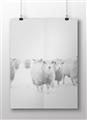 Picture of Sheep Party _GroupedProduct_Rectangle_Landscape_Photography _GroupedProduct_Rectangle_Landscape_Unframed_Print_Only_