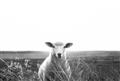 Picture of Field Sheep  _GroupedProduct_Rectangle_Landscape_Photography _GroupedProduct_Rectangle_Landscape_Unframed_Print_Only_