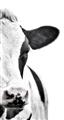 Picture of Side Cow _GroupedProduct_Rectangle_Portrait_Photography _GroupedProduct_Rectangle_Portrait_Unframed_Print_Only_
