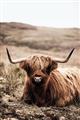 Picture of Furry Brown Cow _GroupedProduct_Rectangle_Portrait_Photography _GroupedProduct_Rectangle_Portrait_Unframed_Print_Only_